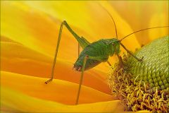 Heuschrecke Heuschrecke