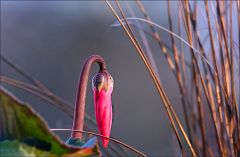 Knospe eines Alpenveilchens Knospe eines Alpenveilchens