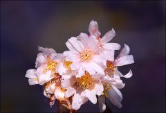 Blüten der Schneekirsche