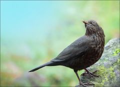 Amsel