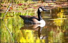 Gans auf dem Waldsee