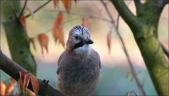 Eichelhäher Eichelhäher