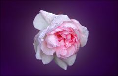 Eine letzte Rose im Dezember Eine letzte Rose im Dezember