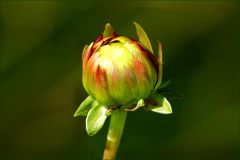Dahlieknospe