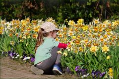 Kleines Mädchen bei den Narzissen