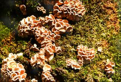 Kleine Pilze im Moos