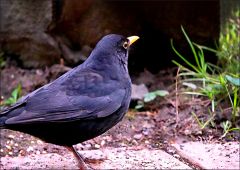 Amsel