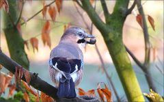 Eichelhäher Eichelhäher