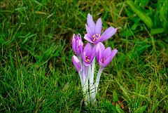 Herbstzeitlose Herbstzeitlose