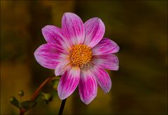 Dahlie Anfang November Dahlie Anfang November