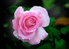 Rose mit Regentropfen