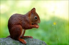 Eichhörnchen Eichhörnchen