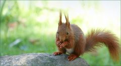 Eichhörnchen Eichhörnchen