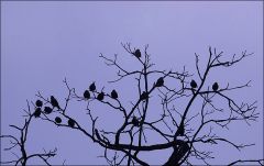 Vogelversammlung Vogelversammlung