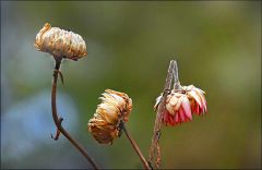 Verwelkte Strohblumen im Januar