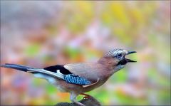 Eichelhäher Eichelhäher