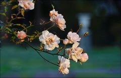 Letzte verwelkende Rosen im Dezember Letzte verwelkende Rosen im Dezember