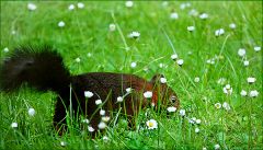 Eichhörnchen Eichhörnchen