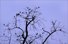 Viele Vögel Viele Vögel