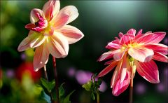Zwei Dahlien