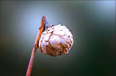 Vertrocknete Strohblume im Februar Vertrocknete Strohblume im Februar