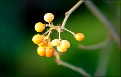 Beeren im Dezember Beeren im Dezember