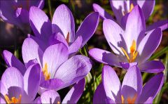 Krokusblüten Krokusblüten