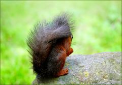 Eichhörnchen Eichhörnchen