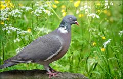 Ringeltaube Ringeltaube