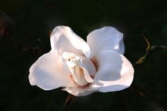 Weisse Magnolienblüte