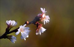 Blütenzweig am Baum der Schneekirsche
