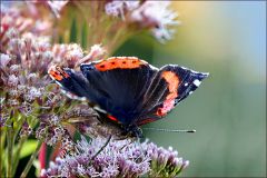 Admiralfalter Admiralfalter