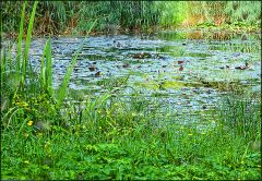 Kleiner See im Sommer