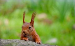 Eichhörnchen Eichhörnchen