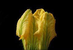 Kürbisblüte Kürbisblüte