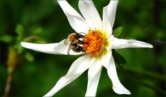 Sterndahlie mit Hummel