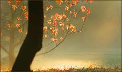 Novembernebel in der Morgensonne Novembernebel in der Morgensonne