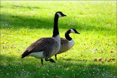 Gänsepaar Gänsepaar