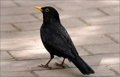 Amsel Amsel