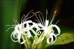 Seltsame Blüten Seltsame Blüten