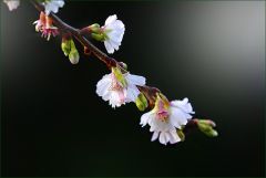 Blütenzweig am Baum der "Schneekirsche"