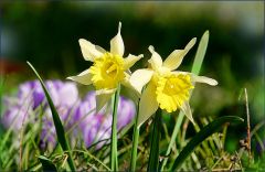 Foto zum heutigen Frühlingsanfang Foto zum heutigen Frühlingsanfang