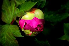 Knospe einer Pfingstrose