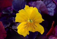 Stiefmütterchen im Winter