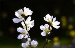 Blütenzweige Blütenzweige