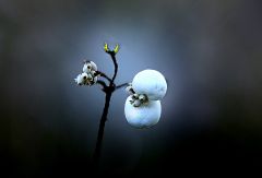 Schneebeeren Schneebeeren
