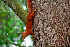 Eichhörnchen Eichhörnchen