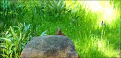 Eichhörnchen