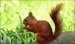 Eichhörnchen Eichhörnchen