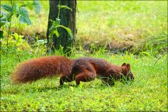 Eichhörnchen Eichhörnchen